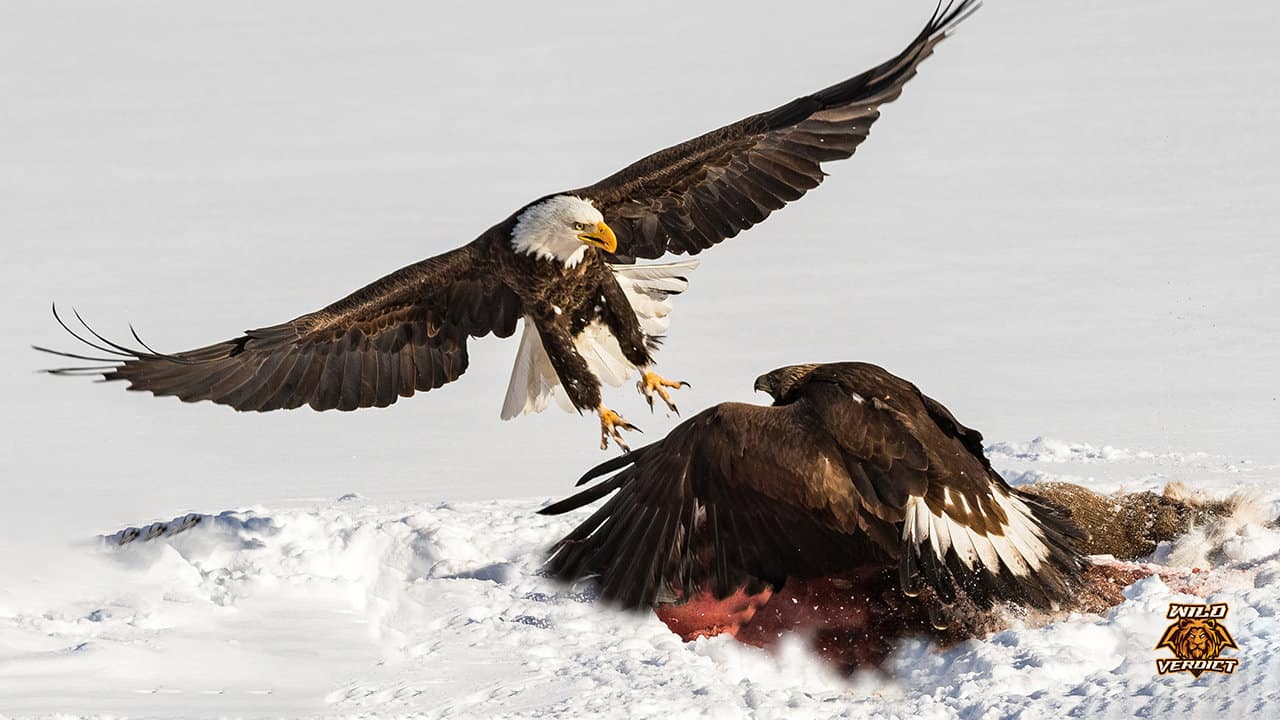 bald-eagle-vs-golden-eagle-wild-verdict-the-ultimate-conclusion