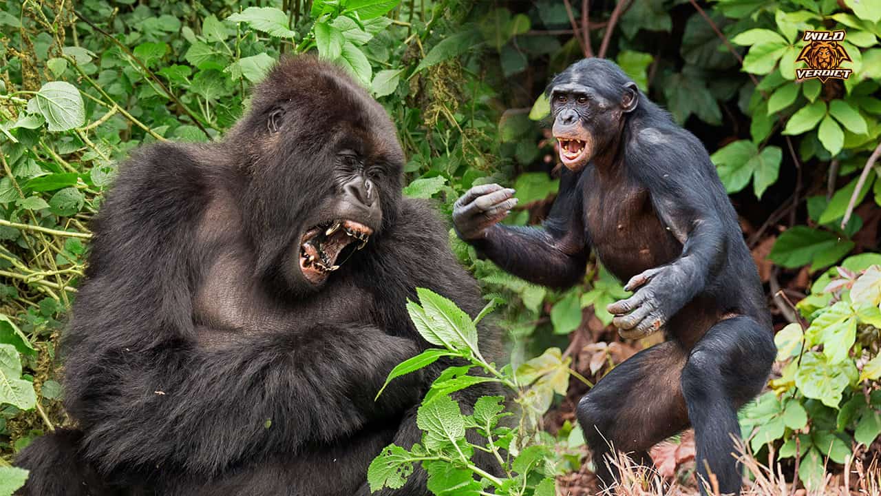 Chimpanzee vs Gorilla – Wild Verdict