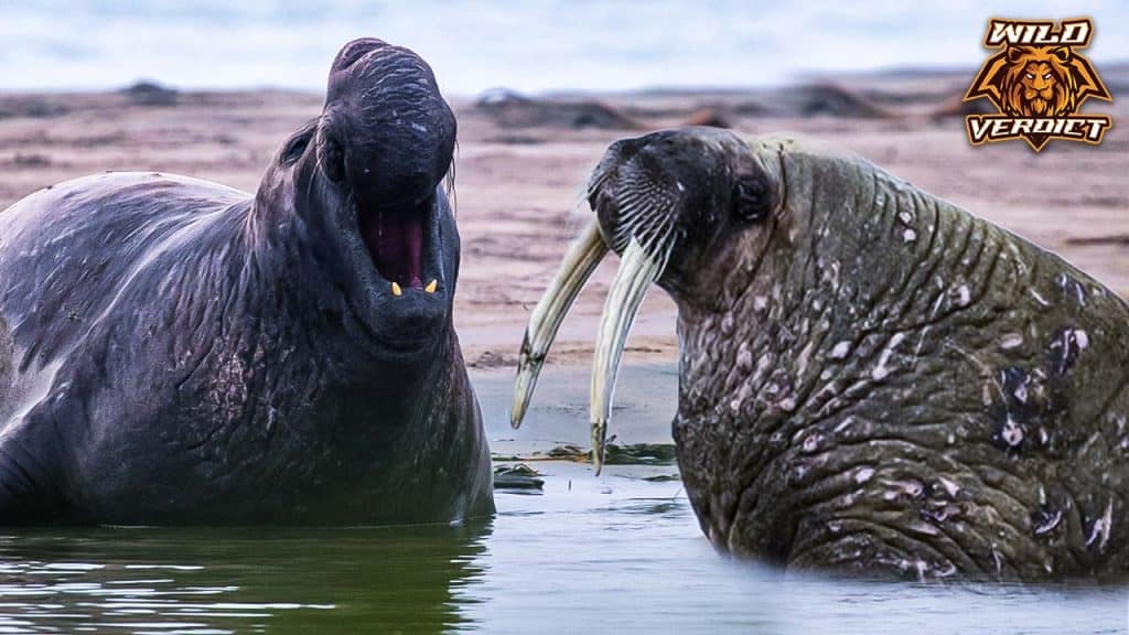 Elephant Seal vs Walrus Who Would Win: A Battle of Giants