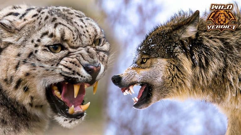 Grey Wolf vs Snow Leopard – Wild Verdict