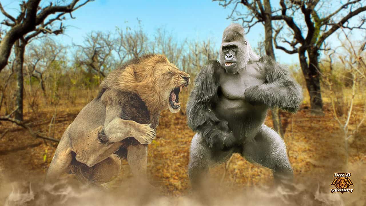 silverback gorilla vs lion who would win