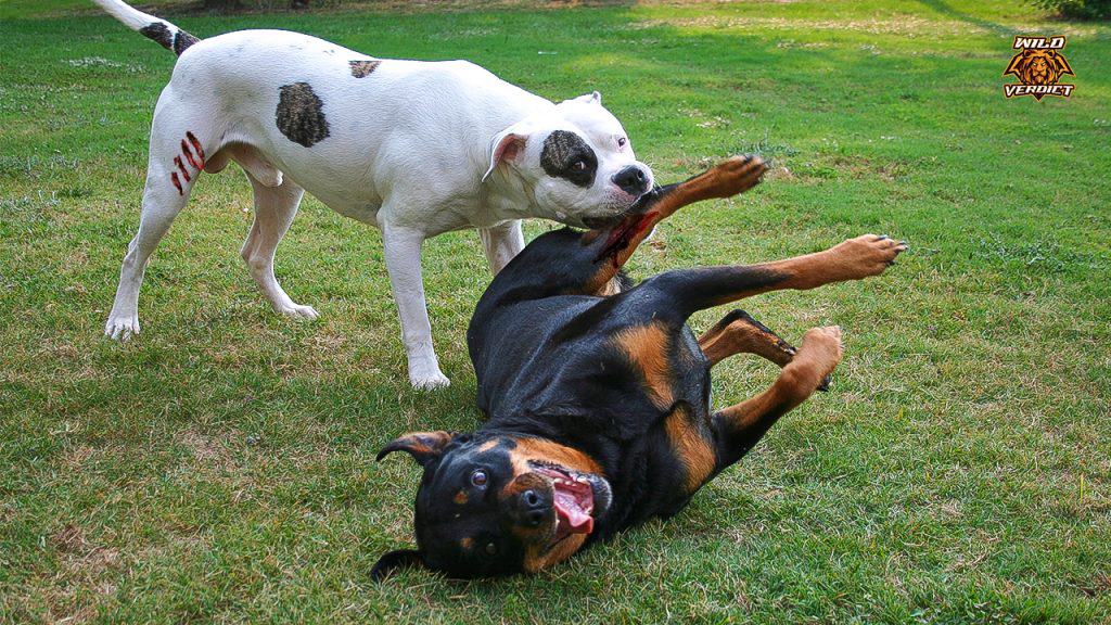 rottweiler fights pitbull