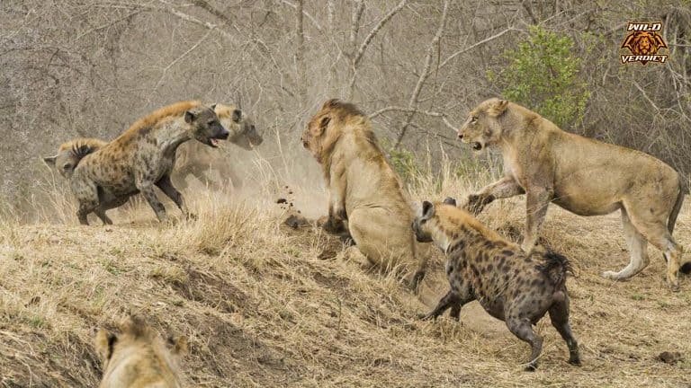 Who Wins The Fight Between A Pack Of Hyenas And A Pride Of Lions Wild Verdict